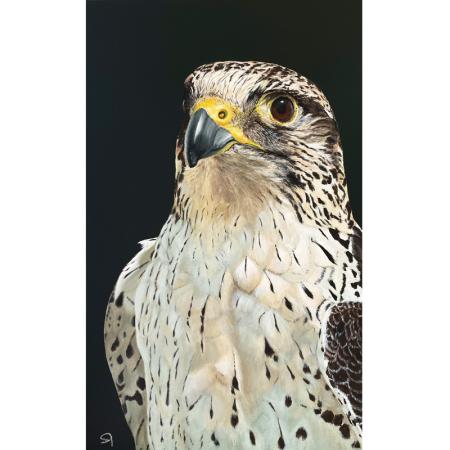Wanderfalke, Sakerfalke. Acrylgemälde
